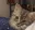 kitten_wait