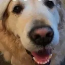 happydogggo Discord Emoji