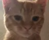 catlook