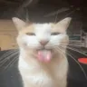 catsilly