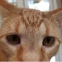 autisticeyes