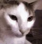 catdancerainbowcatdance
