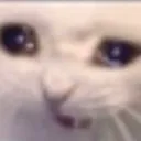catsob catsob