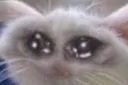 kittyweep
