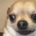 Confused_doggo