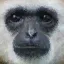 GibbonFace