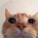 cat_what