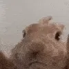 BunnyDance