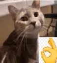 Nicecat Discord Emoji
