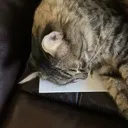 Cat2 cat2 Discord Emoji