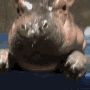D7_Hippo Discord emoji