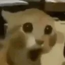 FearfulReaction