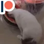 melonkitty