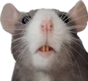 ratstare2