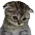 catsad