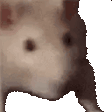 ratJAM