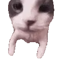 catKISS