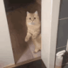 D7_CatLeave Discord emoji