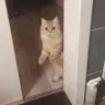 D7_CatLeave