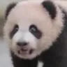 Panda Derp pandaderp Discord Emoji