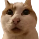 Cat Stare cat_stare Discord Emoji
