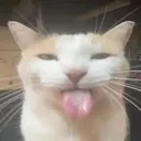 Bleh
