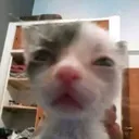 Cato Cato Discord Emoji