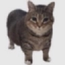 PoosayCatWithWhiteBackground PoosayCatWithWhiteBackground