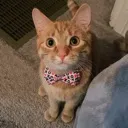 cheeto2