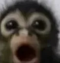 monkeywowsurprised monkeywowsurprised