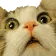 MEOWOW
