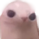 bingus bingus