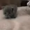 NF_Cat3
