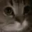 meow