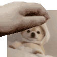 petthemuf Discord emoji