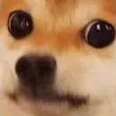 JK_DogSeriously