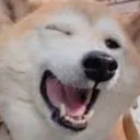 JK_DogWink