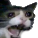 JK_CatScream