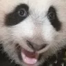 special_panda Discord Emoji