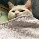 sleeping_cat2