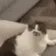CatLik