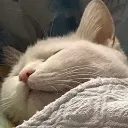 sleeping_cat