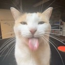 kitty Discord emoji