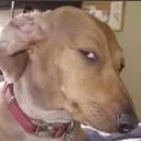 sus