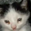 catcry