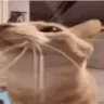 catBTFO