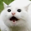 oAo