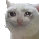 sadcat Discord Emoji