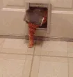 catEnter