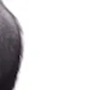 ow